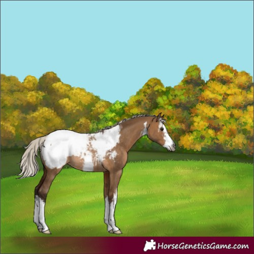 Horse Color:Gray White Spotted Silver Bay Dun Appaloosa Rabicano 