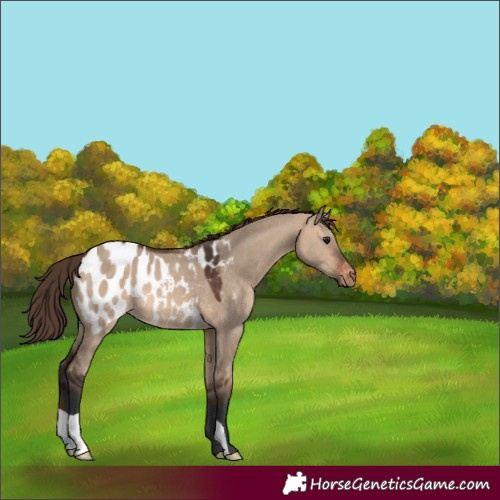 Horse Color:Brown Dun Appaloosa 