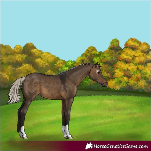 Horse Color:Gray Silver Brown Dun