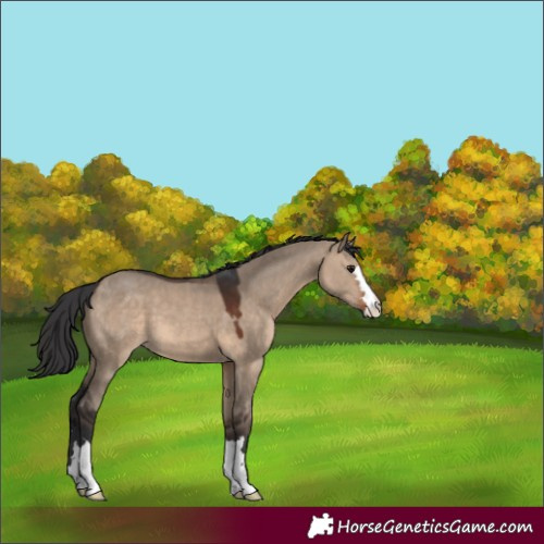 Horse Color:Brown Dun