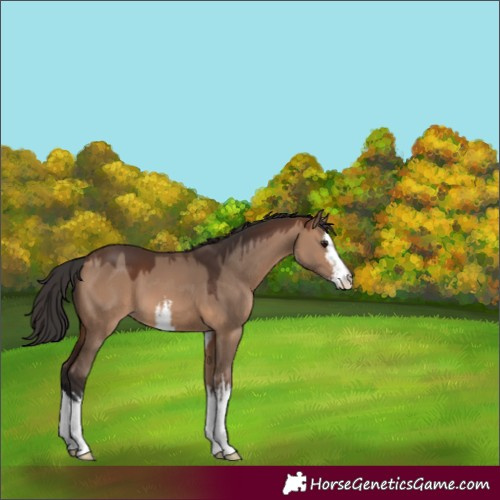 Horse Color:White Spotted Brown Dun