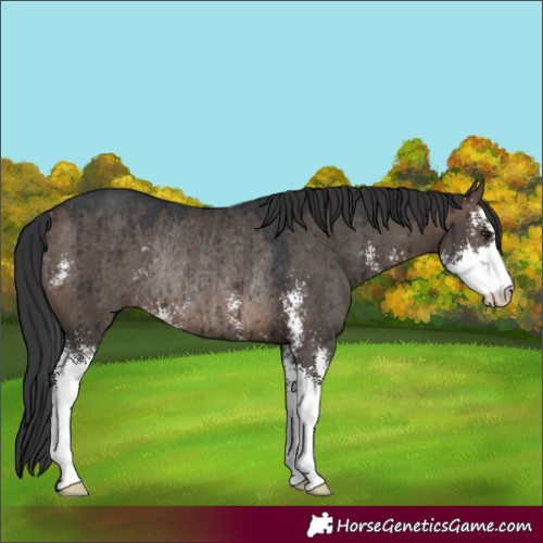 Horse Color:Brown Dun Sabino Rabicano Brindle