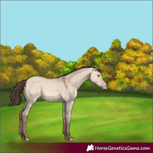 Horse Color:Amber Champagne Dun 