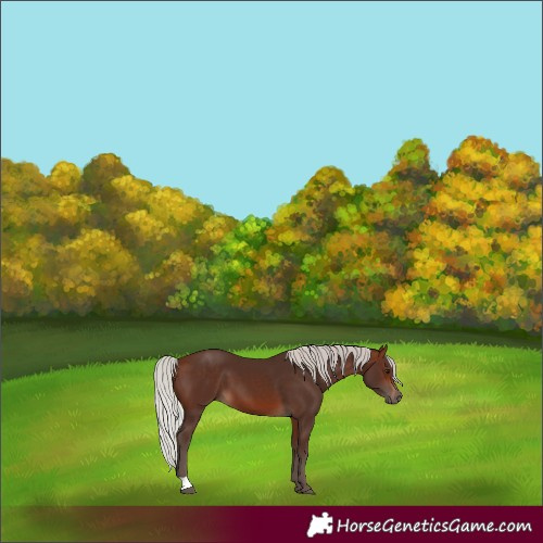 Horse Color:Silver Brown 