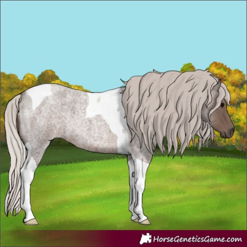 Horse Color:Silver Blue Roan Tobiano 