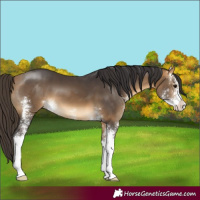 Horse Color:Buckskin Sabino 