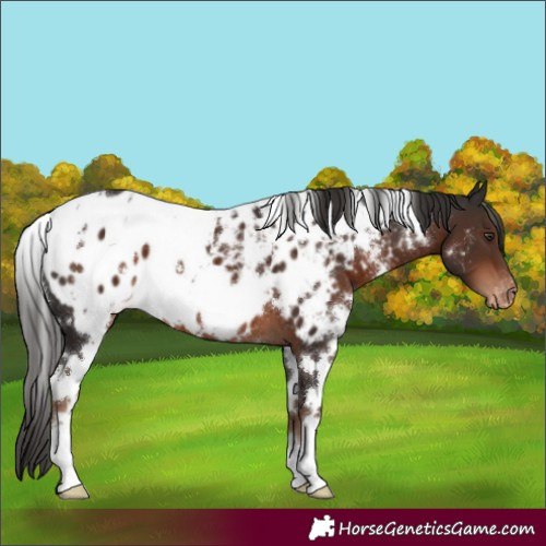 Horse Color:White Spotted Liver Chestnut Appaloosa 