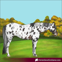 Horse Color:White Spotted Brown Appaloosa 