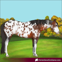 Horse Color:Brown Sabino Appaloosa 