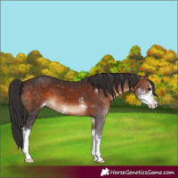 Horse Color:Brown Sabino 