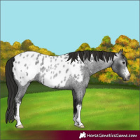 Horse Color:Gray Blue Roan Sabino Near Leopard 