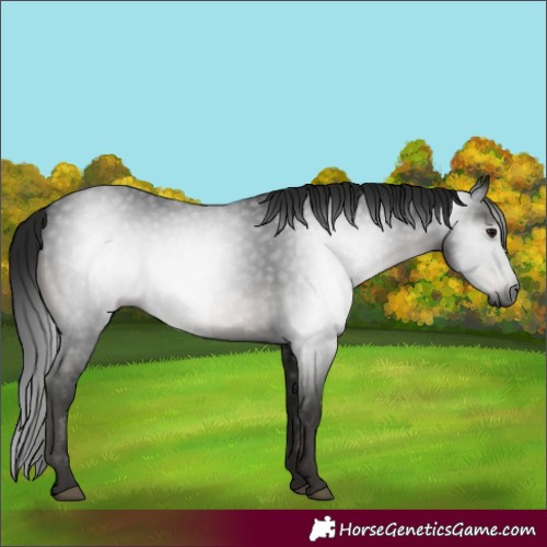Horse Color:Gray Smoky Black 