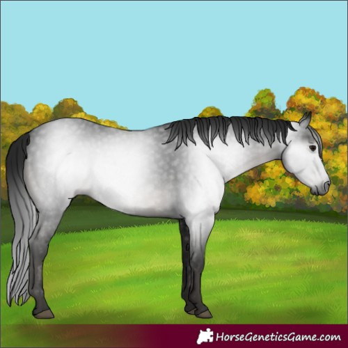 Horse Color:Gray Smoky Black 