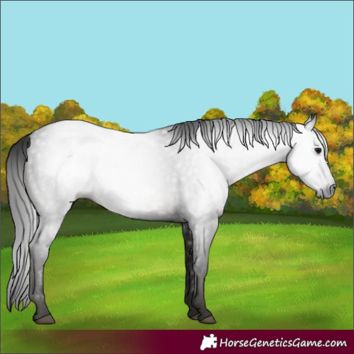 Horse Color:Gray Smoky Black 