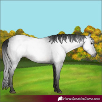 Horse Color:Gray Smoky Black 