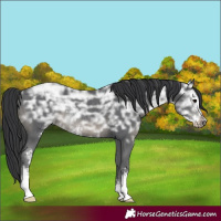 Horse Color:Black Ice Sabino Rabicano 