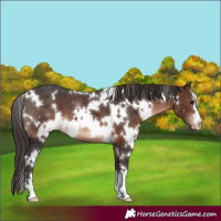 Horse Color:White Spotted Brown Appaloosa 