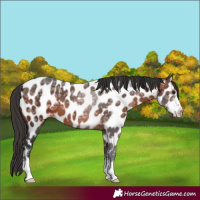 Horse Color:Brown Ice Appaloosa