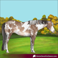 Horse Color:White Spotted Sable Champagne Sabino Rabicano 