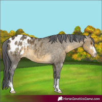 Horse Color:Buckskin Dun Appaloosa 