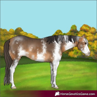 Horse Color:Buckskin Sabino 