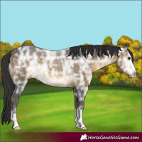Horse Color:Buckskin Ice 