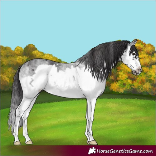 Horse Color:White Spotted Smoky Black Splash Frame 
