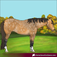 Horse Color:Buckskin Ice 