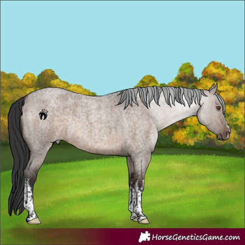 Horse Color:White Spotted Brown Roan Dun Rabicano 