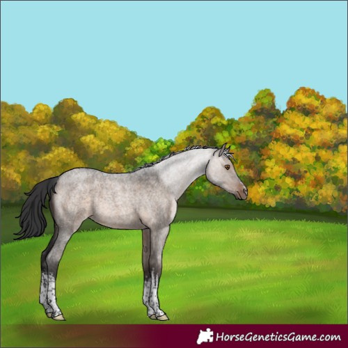 Horse Color:White Spotted Brown Roan Dun Rabicano