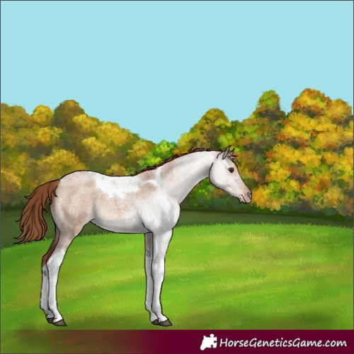 Horse Color:Red Dun Roan Tobiano Rabicano