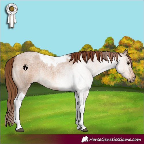 Horse Color:Red Dun Roan Tobiano Rabicano 