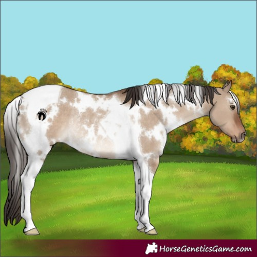 Horse Color:White Spotted Liver Red Dun Tobiano Rabicano 