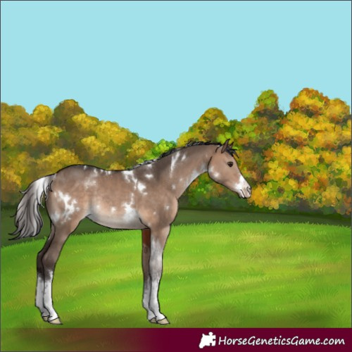 Horse Color:White Spotted Brown Dun Rabicano