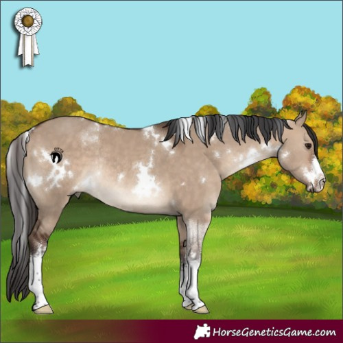 Horse Color:White Spotted Brown Dun Rabicano 