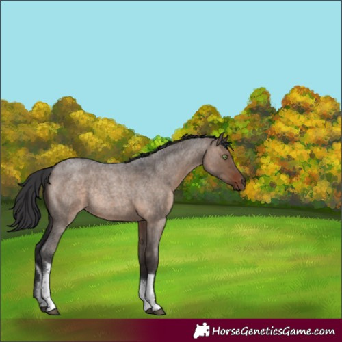 Horse Color:White Spotted Brown Roan Dun Rabicano 