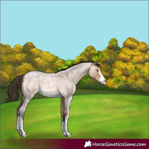 Horse Color:White Spotted Bay Roan Dun Rabicano 