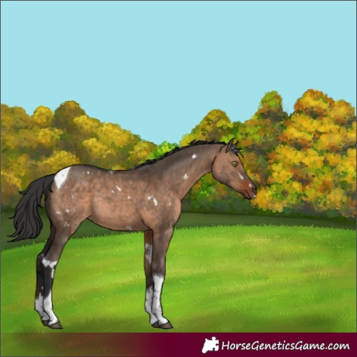 Horse Color:White Spotted Brown Dun Tobiano Rabicano 