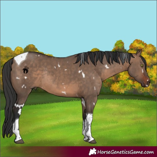 Horse Color:White Spotted Brown Dun Tobiano Rabicano 