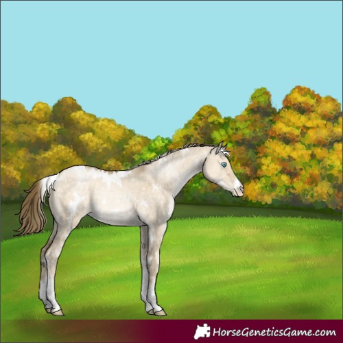 Horse Color:White Spotted Buckskin Pearl Dun 