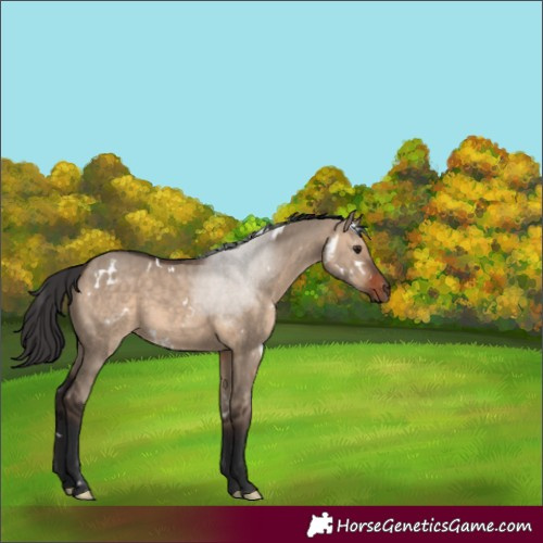 Horse Color:White Spotted Brown Dun Rabicano 