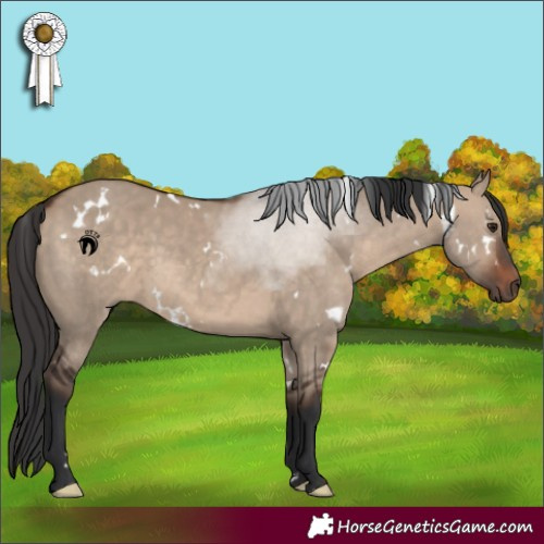 Horse Color:White Spotted Brown Dun Rabicano 
