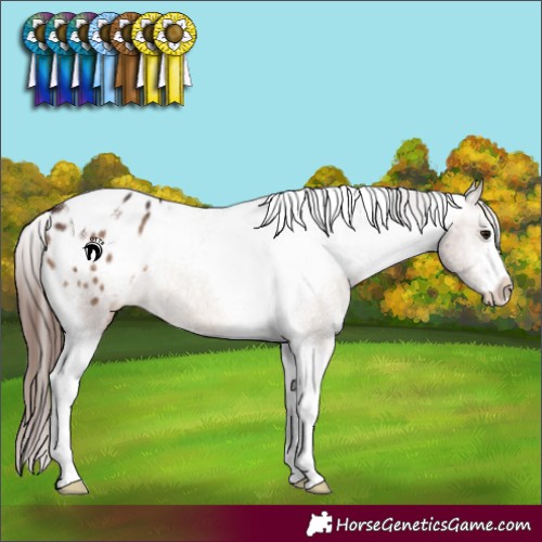 Horse Color:White Spotted Brown Dun Tobiano Appaloosa Brindle 