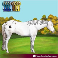 Horse Color:White Spotted Brown Dun Tobiano Appaloosa Brindle 