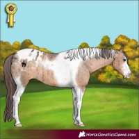 Horse Color:White Spotted Brown Dun Tobiano Appaloosa Brindle