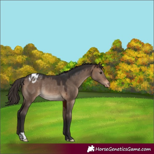 Horse Color:Brown Dun Appaloosa Rabicano 