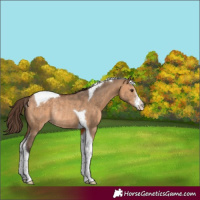 Horse Color:White Spotted Bay Dun Tobiano Blanket Rabicano
