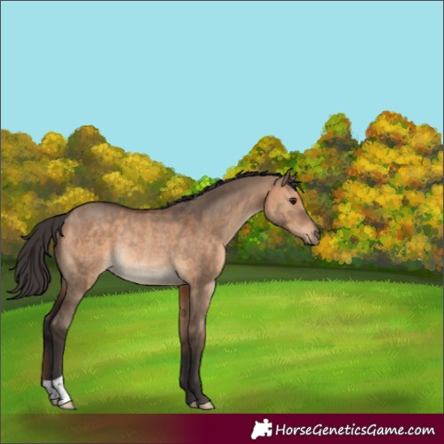 Horse Color:Brown Dun Rabicano 