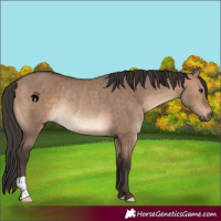 Horse Color:Brown Dun Rabicano