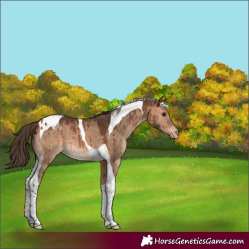 Horse Color:Bay Dun Tobiano Appaloosa Brindle 
